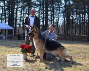 Kaleef sale german shepherds