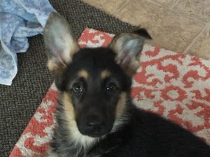 Timberline kennels 2024 german shepherds